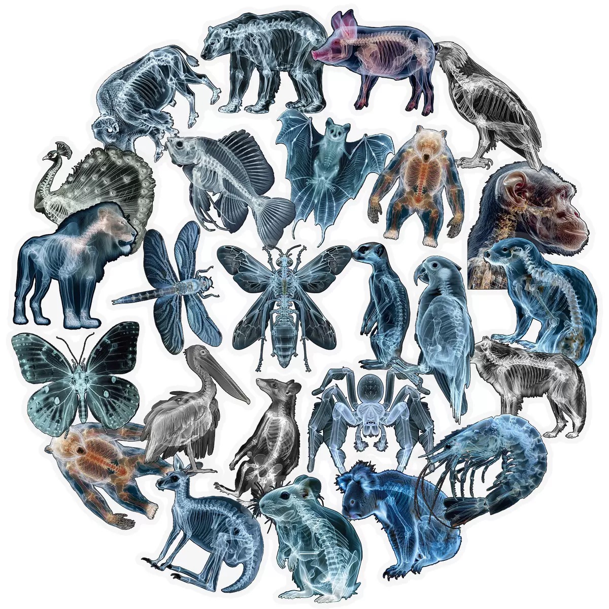 10/56pcs Animal Skeleton Stick - Kids Xray Toys review and price