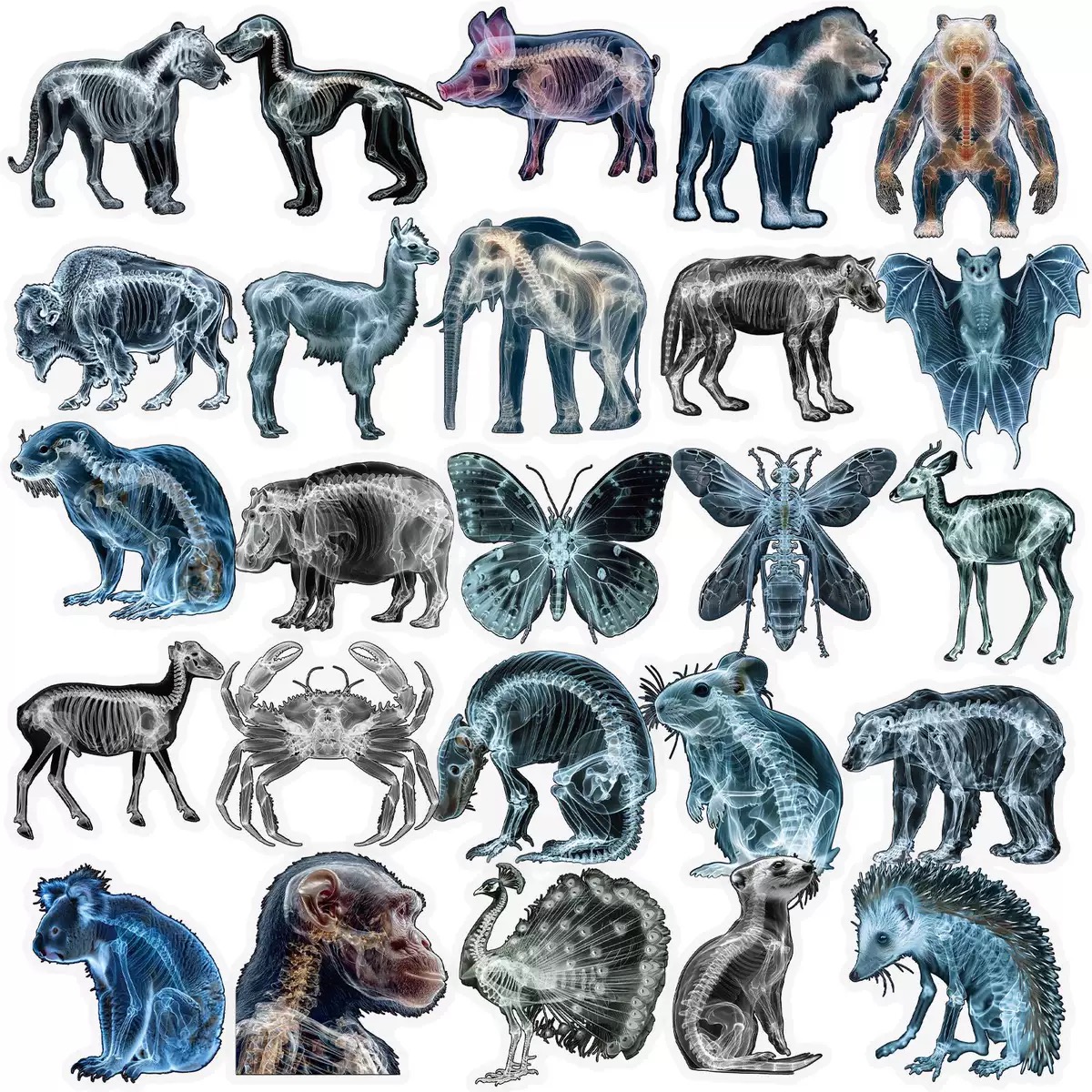 10/56pcs Animal Skeleton Stick - Kids Xray Toys review and price